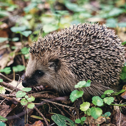 Steigerhouten egelhuisje