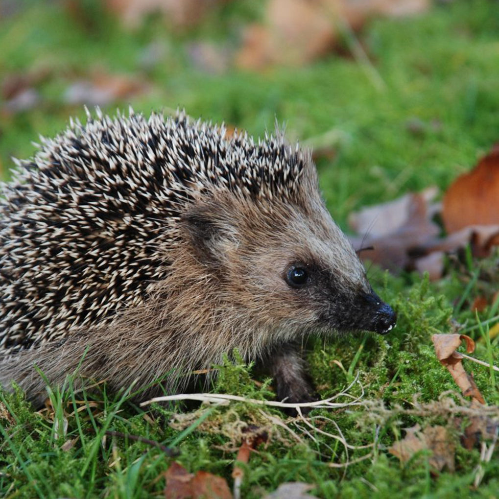 Steigerhouten egelhuisje