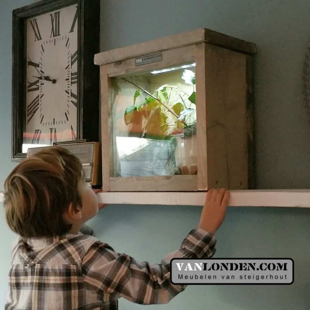 steigerhouten terrarium Joey